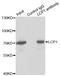 Lymphocyte Cytosolic Protein 1 antibody, LS-C334142, Lifespan Biosciences, Immunoprecipitation image 