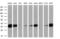 SDH antibody, MA5-24996, Invitrogen Antibodies, Western Blot image 