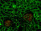 Cadherin 11 antibody, 368712, BioLegend, Immunohistochemistry paraffin image 
