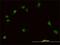 PBX1 antibody, H00005087-M01, Novus Biologicals, Immunofluorescence image 