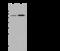 UDP-GlcNAc:BetaGal Beta-1,3-N-Acetylglucosaminyltransferase 3 antibody, 102818-T36, Sino Biological, Western Blot image 