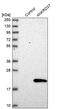 LPR2BP antibody, PA5-57744, Invitrogen Antibodies, Western Blot image 