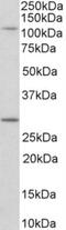 Myosin IH antibody, NBP2-26205, Novus Biologicals, Western Blot image 