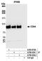 CD44 antibody, A700-038, Bethyl Labs, Immunoprecipitation image 