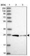 Syntaxin 12 antibody, NBP1-86985, Novus Biologicals, Western Blot image 