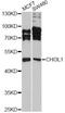 Chitinase 3 Like 1 antibody, MBS126522, MyBioSource, Western Blot image 