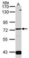 Guanylate cyclase soluble subunit alpha-3 antibody, PA5-30052, Invitrogen Antibodies, Western Blot image 