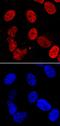 LEDGF antibody, MAB3468, R&D Systems, Immunohistochemistry frozen image 