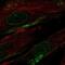 MAS Related GPR Family Member F antibody, NBP1-83341, Novus Biologicals, Immunofluorescence image 