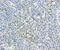 Vesicle Associated Membrane Protein 2 antibody, NBP1-19332, Novus Biologicals, Immunohistochemistry paraffin image 