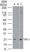 KIM-1 antibody, PA1-41210, Invitrogen Antibodies, Western Blot image 