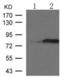 Protein kinase C beta type antibody, TA322962, Origene, Western Blot image 