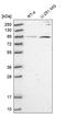 Rho GTPase Activating Protein 11A antibody, HPA040419, Atlas Antibodies, Western Blot image 
