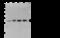 Tyrosine 3-Monooxygenase/Tryptophan 5-Monooxygenase Activation Protein Eta antibody, 107196-T36, Sino Biological, Western Blot image 