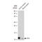 Platelet Factor 4 antibody, GTX02857, GeneTex, Western Blot image 