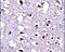 Eukaryotic Translation Elongation Factor 1 Alpha 1 antibody, PA5-13541, Invitrogen Antibodies, Immunohistochemistry paraffin image 