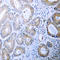 Calreticulin antibody, LS-C353918, Lifespan Biosciences, Immunohistochemistry frozen image 