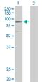 Zinc phosphodiesterase ELAC protein 2 antibody, H00060528-D01P, Novus Biologicals, Western Blot image 