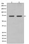 Lamin B1 antibody, M02778, Boster Biological Technology, Western Blot image 