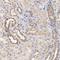 Formin-like protein 3 antibody, HPA002552, Atlas Antibodies, Immunohistochemistry paraffin image 