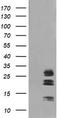 MAC2 antibody, TA506395, Origene, Western Blot image 