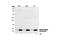 Histone Cluster 4 H4 antibody, 2591S, Cell Signaling Technology, Western Blot image 