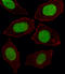 Engrailed Homeobox 1 antibody, LS-B9070, Lifespan Biosciences, Immunofluorescence image 