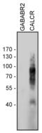 Calcitonin Receptor antibody, 720369, Invitrogen Antibodies, Western Blot image 
