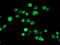 Sentrin-specific protease 2 antibody, LS-C173992, Lifespan Biosciences, Immunofluorescence image 
