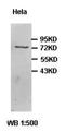 Mcpip antibody, orb77701, Biorbyt, Western Blot image 
