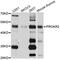 Prokineticin receptor 2 antibody, MBS127468, MyBioSource, Western Blot image 