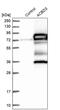 Pap7 antibody, PA5-53331, Invitrogen Antibodies, Western Blot image 