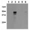 RUNX Family Transcription Factor 3 antibody, ALX-803-318-C100, Enzo Life Sciences, Western Blot image 