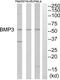 Bone morphogenetic protein 3 antibody, abx014271, Abbexa, Western Blot image 