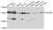 RNA Polymerase II Subunit B antibody, PA5-76189, Invitrogen Antibodies, Western Blot image 