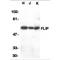 CASP8 and FADD-like apoptosis regulator antibody, TA305963, Origene, Western Blot image 