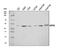 Mitogen-Activated Protein Kinase Kinase 2 antibody, A00996-3, Boster Biological Technology, Western Blot image 