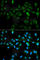 Cytochrome P450 Family 11 Subfamily A Member 1 antibody, A1713, ABclonal Technology, Immunofluorescence image 