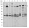 Fucose Kinase antibody, A12417, Boster Biological Technology, Western Blot image 