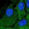 Amidohydrolase Domain Containing 1 antibody, NBP1-82701, Novus Biologicals, Immunofluorescence image 
