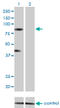 Ring Finger Protein 103 antibody, LS-C198501, Lifespan Biosciences, Western Blot image 