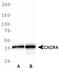 C-X-C Motif Chemokine Receptor 4 antibody, TA336837, Origene, Western Blot image 
