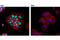 NK2 Homeobox 1 antibody, 12373S, Cell Signaling Technology, Immunocytochemistry image 