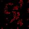 FUS RNA Binding Protein antibody, NBP2-76415, Novus Biologicals, Immunofluorescence image 