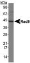 RAD9 Checkpoint Clamp Component A antibody, TA301769, Origene, Western Blot image 