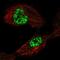 TATA-Box Binding Protein Associated Factor 5 Like antibody, HPA067941, Atlas Antibodies, Immunocytochemistry image 