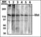 c-met antibody, LS-C96426, Lifespan Biosciences, Western Blot image 