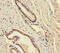 DEAD-Box Helicase 19A antibody, CSB-PA889116HA01HU, Cusabio, Immunohistochemistry frozen image 