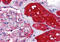 Karyopherin Subunit Alpha 2 antibody, MBS242751, MyBioSource, Immunohistochemistry frozen image 
