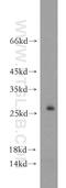 Refilin A antibody, 21113-1-AP, Proteintech Group, Western Blot image 